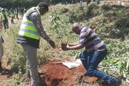 Tree planting 