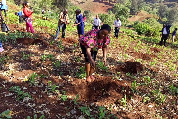 Annual tree planting