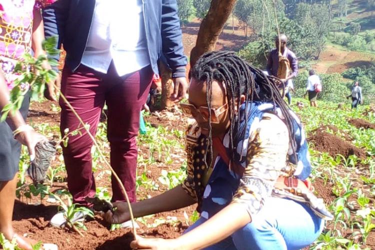 Annual tree planting