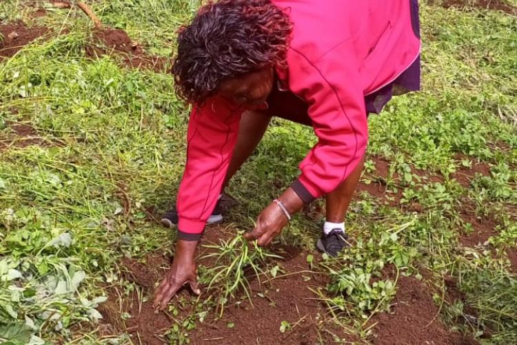 Ict staff tree planting 2023