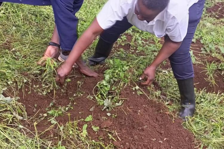 During Ict staff tree planting day 2023