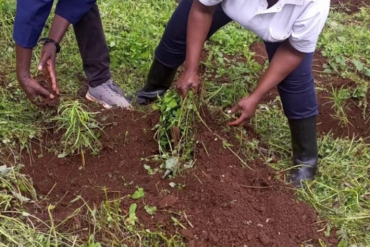 During Ict staff tree planting day 2023