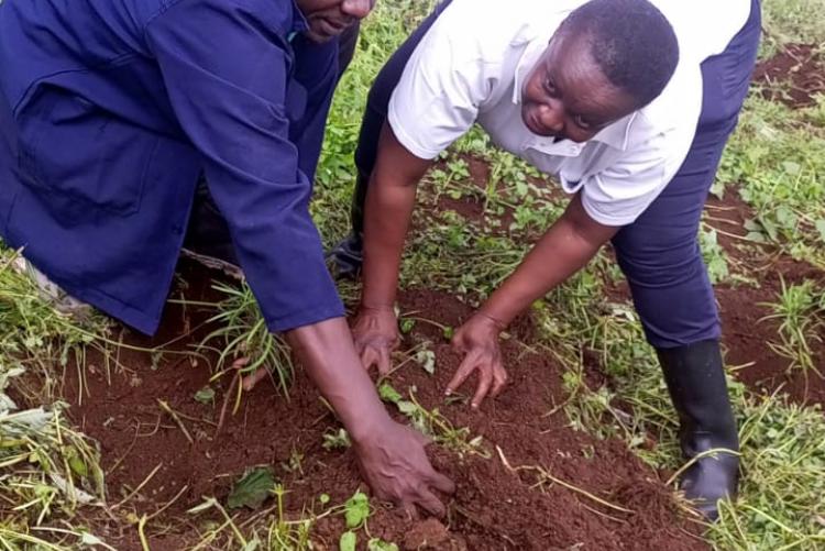 During Ict staff tree planting day 2023