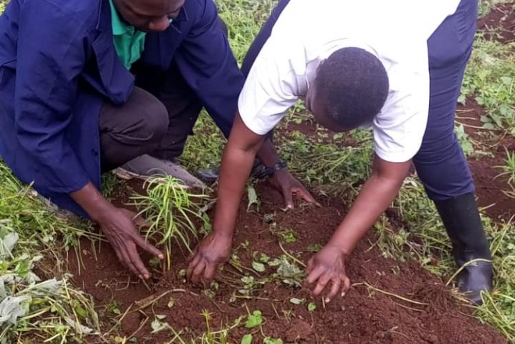 During Ict staff tree planting day 2023