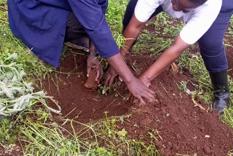 During Ict staff tree planting day 2023