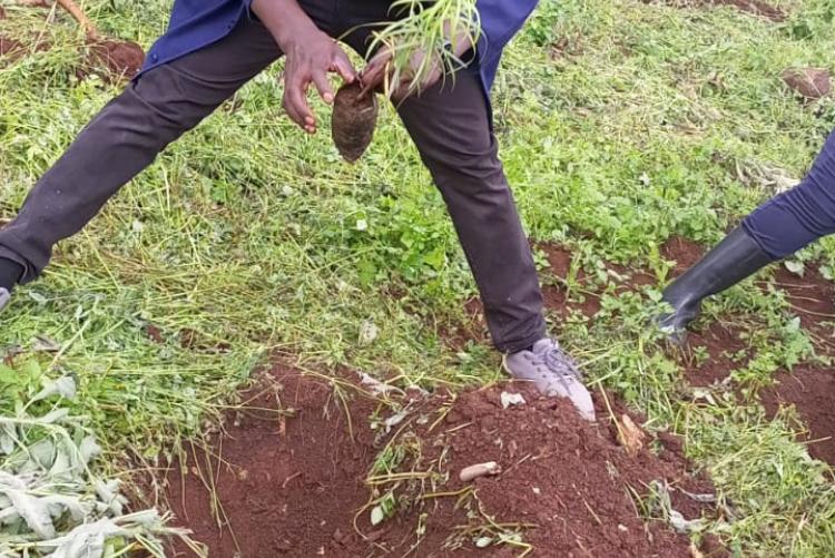 During Ict staff tree planting day 2023