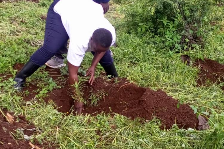 During Ict staff tree planting day 2023