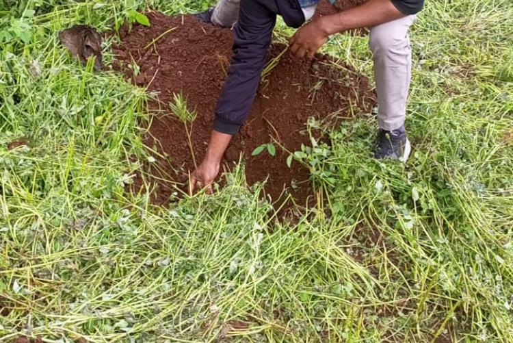 During Ict staff tree planting day 2023