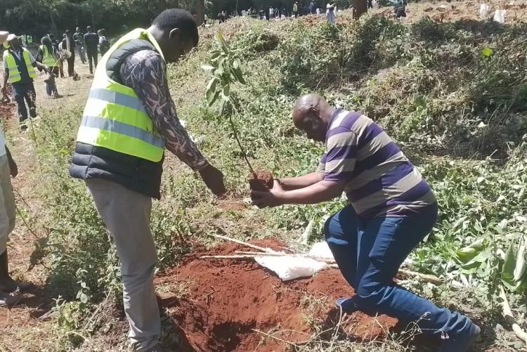 Tree planting 