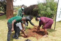 ICT staff taking part in tree planting exercise at Wangari Maathai institute for peace and environmental studies 